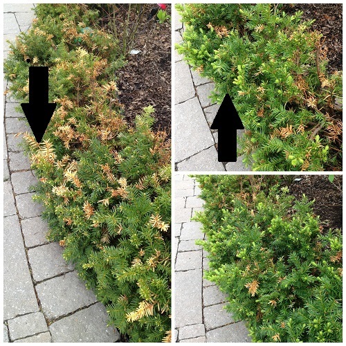 Prune Like A Pro With The Help Of These Tips Down 2 Earth