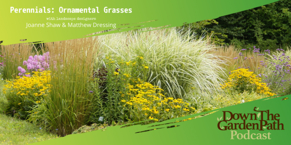 Perennials - Ornamental Grasses